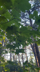 Acer platanoides