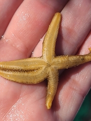 Stylasterias forreri