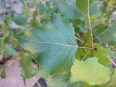 Populus deltoides