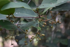 Myrcia loranthifolia