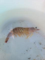 Penaeus californiensis