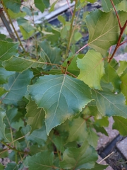 Populus deltoides