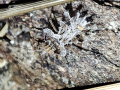 Phyllomorpha laciniata