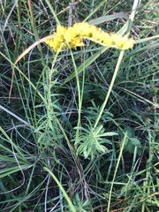 Solidago tortifolia