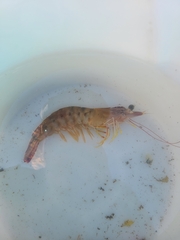 Penaeus californiensis