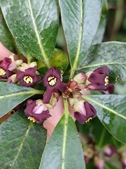 Pittosporum colensoi
