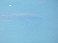 Cyprinus carpio
