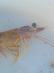 Penaeus californiensis