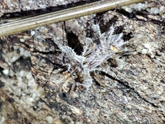 Phyllomorpha laciniata