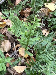 Polypodium vulgare