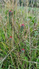 Castilleja arvensis arvensis