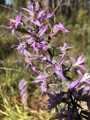 Liatris elegans