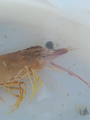 Penaeus californiensis