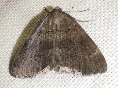 Pachycnemia tibiaria