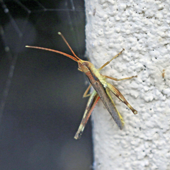 Acantherus piperatus