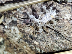 Phyllomorpha laciniata