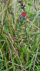 Castilleja arvensis arvensis