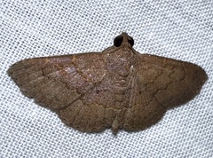 Antiblemma perva