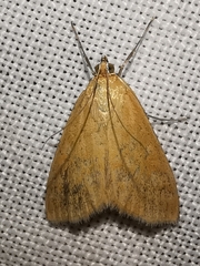 Sitochroa verticalis