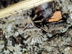 Phyllomorpha laciniata