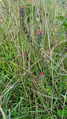 Castilleja arvensis arvensis