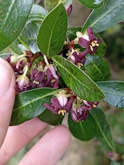 Pittosporum colensoi