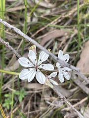 Burchardia umbellata