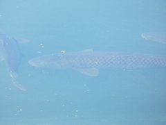 Cyprinus carpio