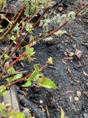 Salix scouleriana