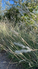 Bothriochloa laguroides