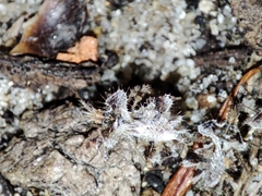 Phyllomorpha laciniata