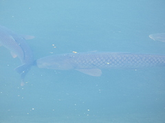 Cyprinus carpio