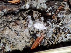 Phyllomorpha laciniata