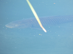 Cyprinus carpio