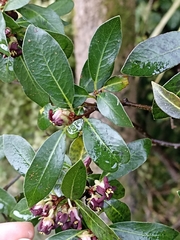 Pittosporum colensoi