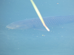 Cyprinus carpio