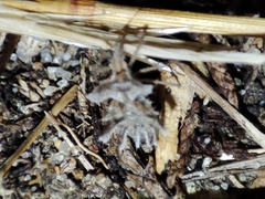 Phyllomorpha laciniata