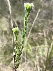 Pimelea octophylla