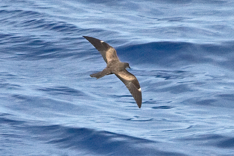 Matsudaira's Storm-Petrel illustration
