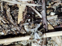 Phyllomorpha laciniata