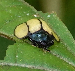 Omaspides nitidicollis