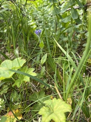 Veronica wormskjoldii