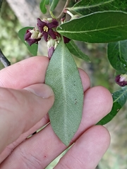 Pittosporum colensoi