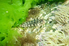 Parablennius gattorugine