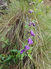 Penstemon gentianoides