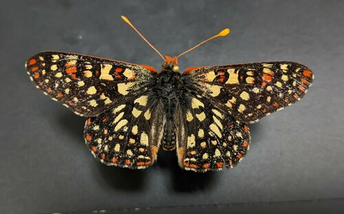 iNaturalist observation photo of Variable Checkerspot