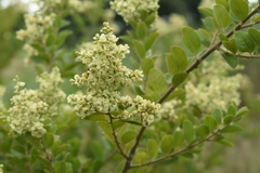 Bredemeyera hebeclada