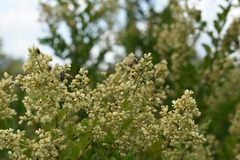 Bredemeyera hebeclada