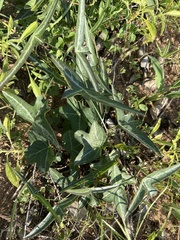 Passiflora tenuiloba