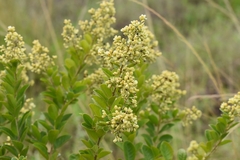 Bredemeyera hebeclada